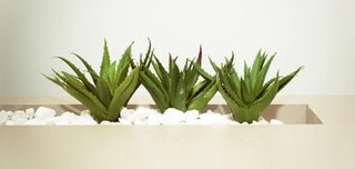 Discover the benefits of aloe vera for your hair