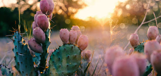 Know the properties of the cactus in cosmetics